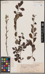 Foto von Salix aurita L.